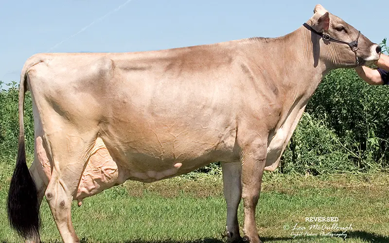 Brown-Swiss-Montofon