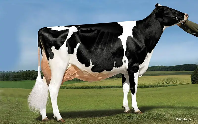 Holstein